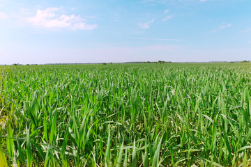 Wheat field.