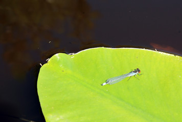 dragonfly on sheet of the water lily
