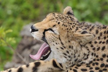 Cheetah