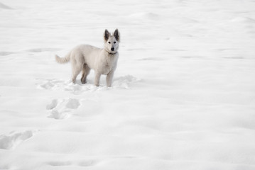 White wolf on the snow