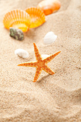Fototapeta na wymiar Starfish and shells on sand