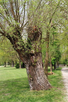 Kopfweide