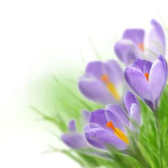 Crédence de cuisine en verre imprimé Crocus Beautiful spring flowers