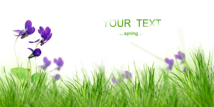 Fototapeta Beautiful spring meadow