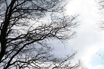 silhouette tree on cloudy background