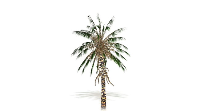 Palm Tree Growth