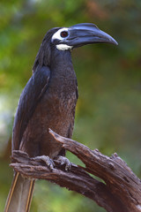 Bushy Crested Hornbill