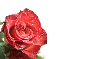 Beautiful red rose on a white background