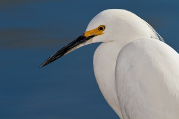 Snowy Egret (Egretta thula)