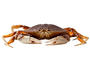 Küchenrückwand glas motiv Crab (Metacarcinus magister) © raptorcaptor