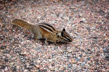 Chipmunk poses on boulder