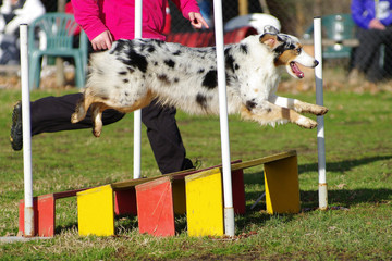 agility dog australian shepherd