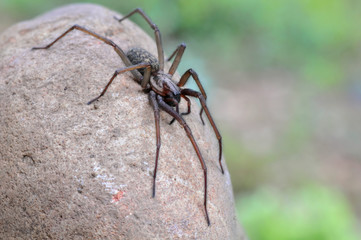 Große Winkelspinne