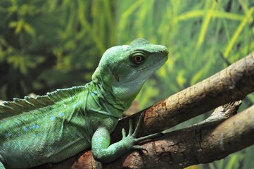 Green Lizard