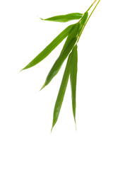Fototapeta na wymiar Zen Bamboo Foliage Isolated OVer White Background