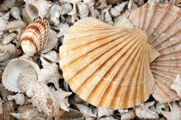 Seashells Background