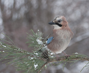 Сойка зимняя,  jay