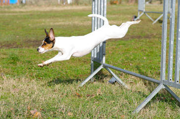 agility dog jack russell