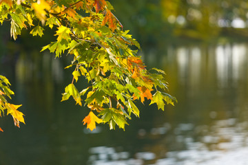 Autumn branch