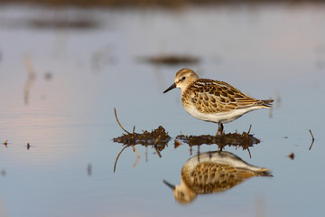 Little stint