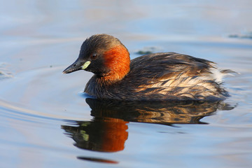 Little grebe