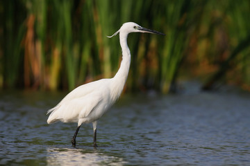 Little egret