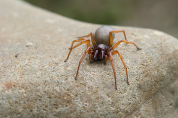Spinne