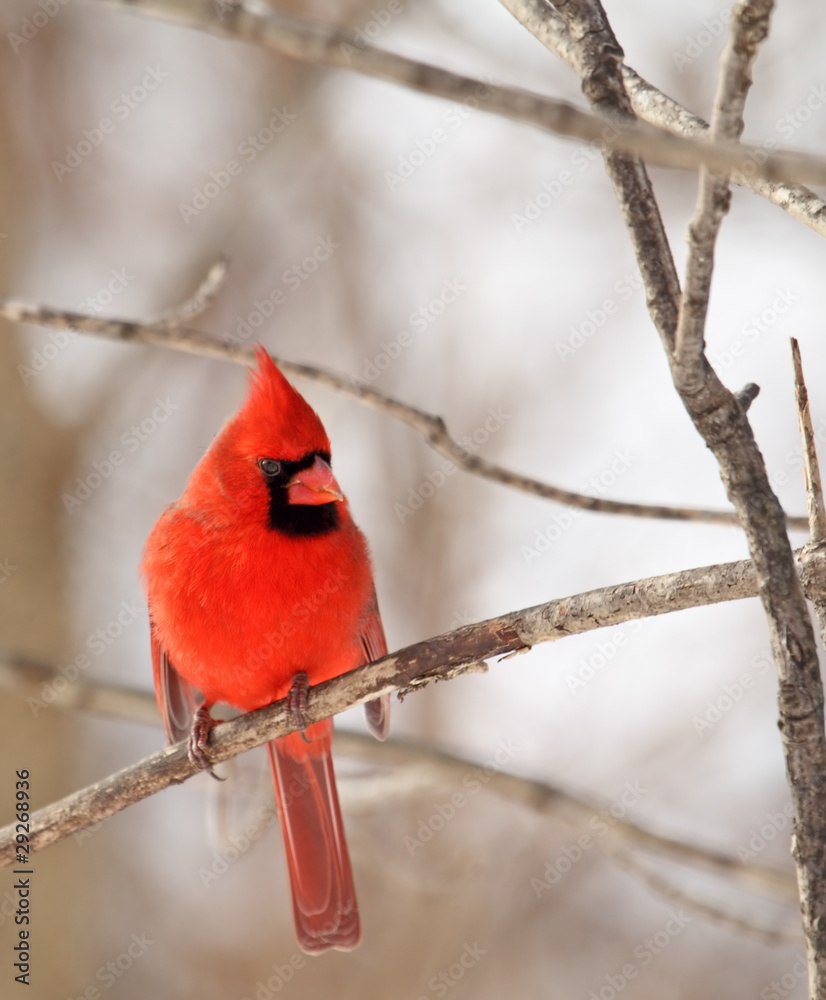 Wall mural male northern cardinal, cardinalis cardinalis