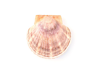 Scallop shells