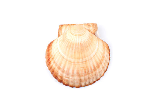 Scallop shells