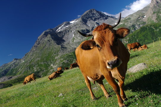 vaches &agrave; l'alpage