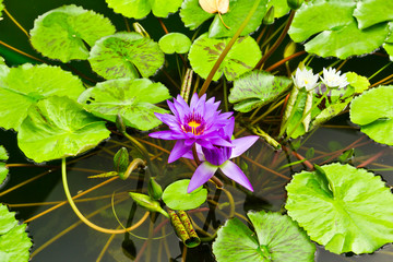 purple water lily in pond - Powered by Adobe