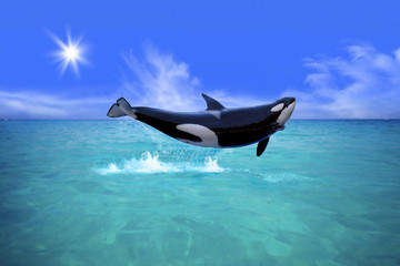 Obraz premium Killer Whale