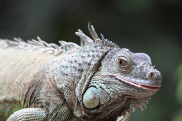 iguana iguana