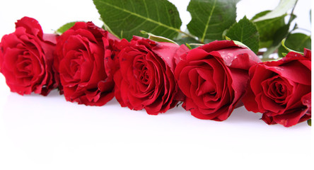 Red roses on white background with space for text