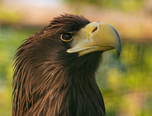 Head of kamchatka eagle in zoo