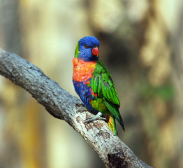 Rainbow lorikeet parrot sitting on the branch