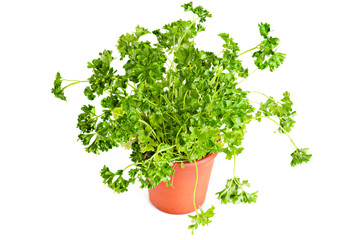 Fresh parsley growing in terracotta flower pot over white