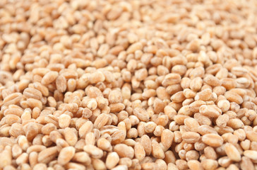 Wheat grain