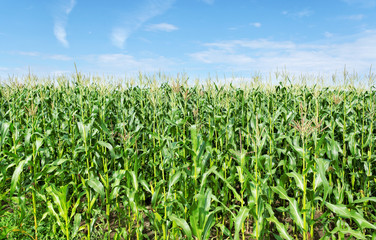 Fototapeta na wymiar Field of the corn.