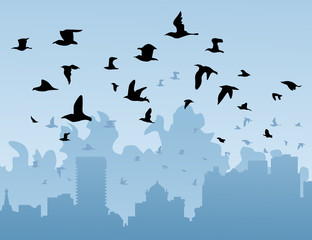 Birds over a city