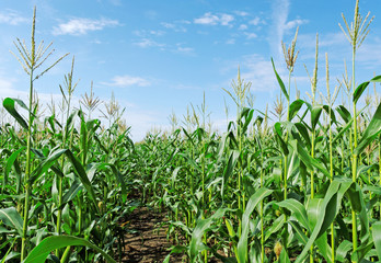 Obraz premium Green land of corn.