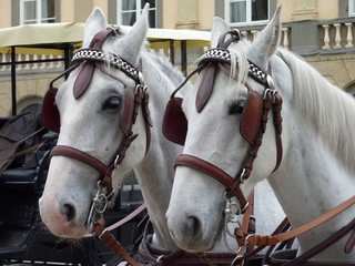 Carriage and pair © Frouwina Harmanna va