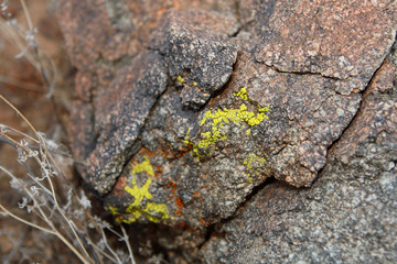 Lichen on a rock