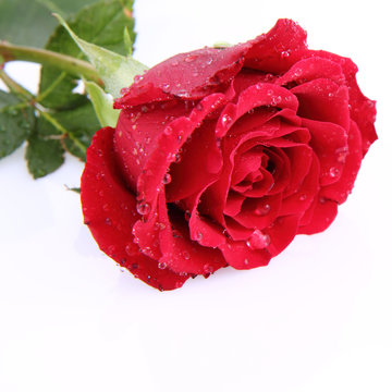 Red rose covered with drops of water on a white background