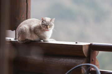 Relaxed cat sitting on beam