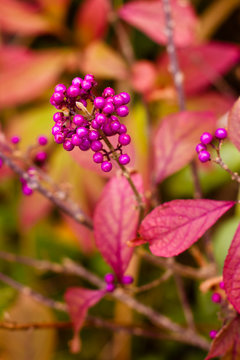 callicarpa in autumn