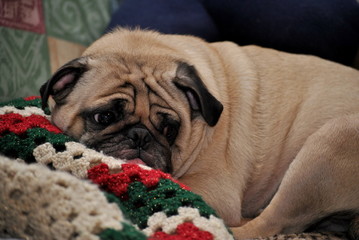 Christmas Pug