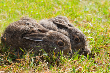 Two brown hares on the meadow
