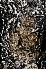 fungus on tree